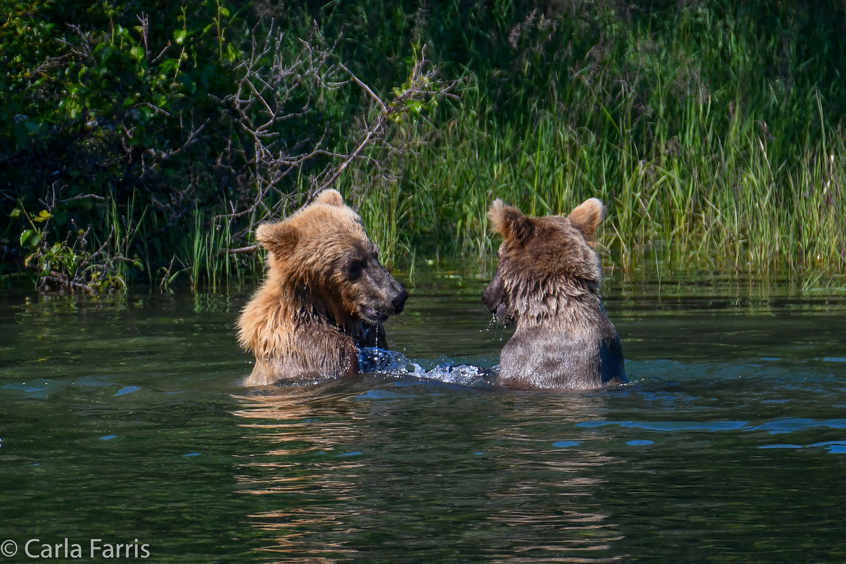 132's Family (3-2.5 yr old cubs)