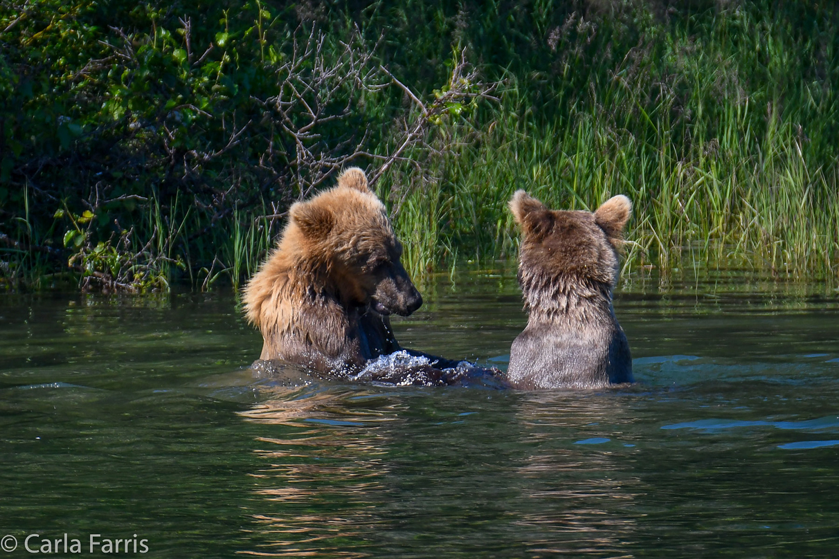 132's Family (3-2.5 yr old cubs)