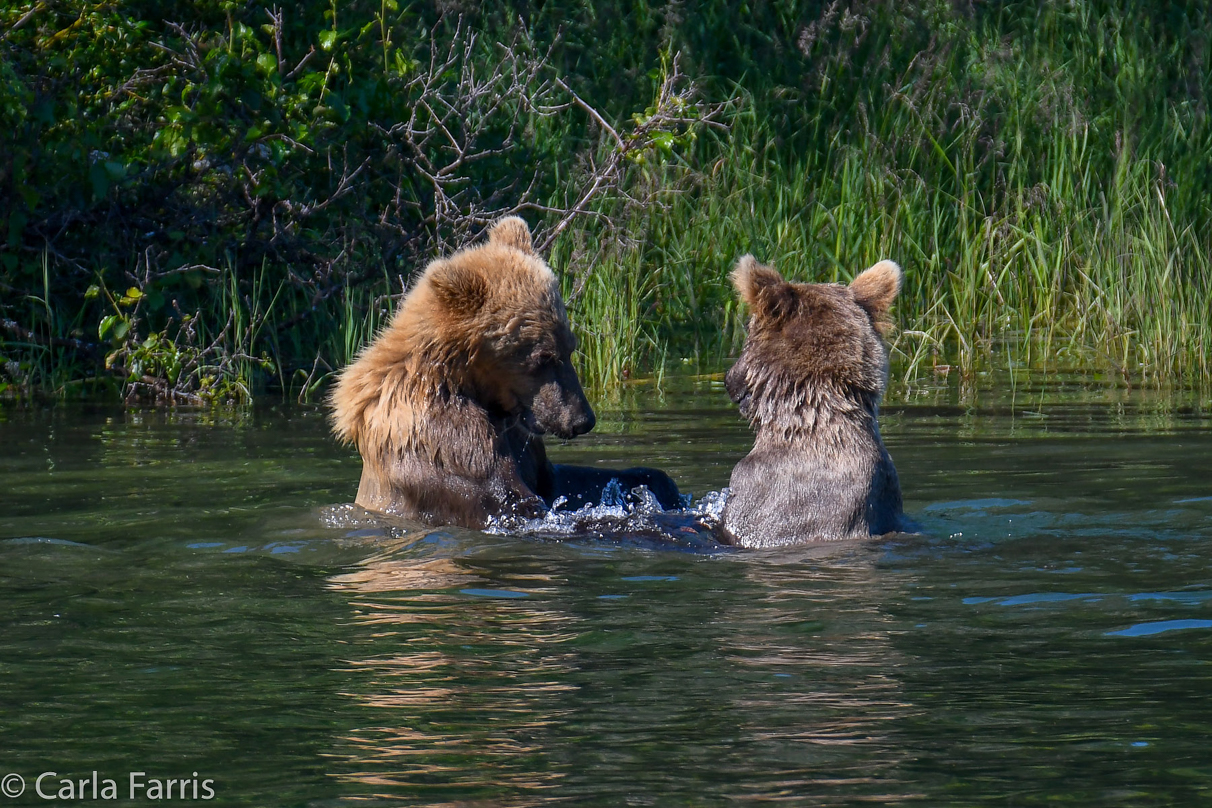 132's Family (3-2.5 yr old cubs)