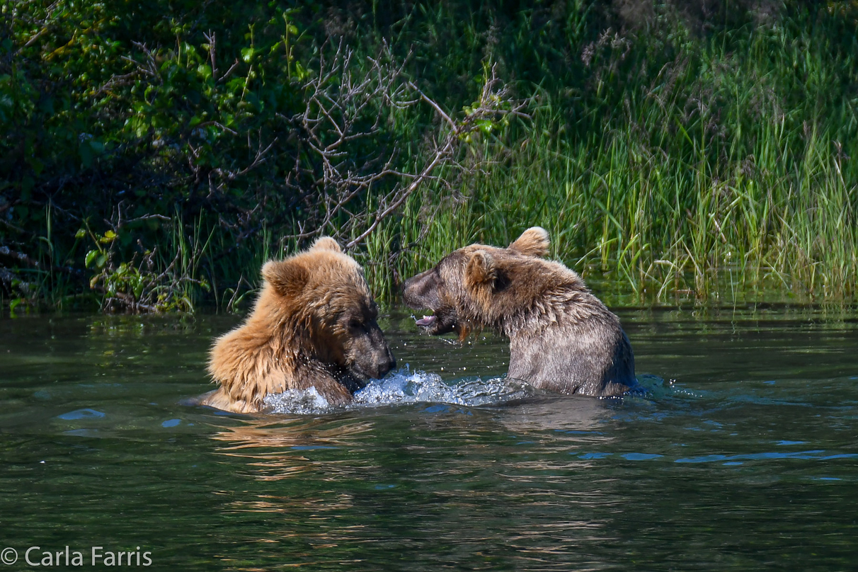 132's Family (3-2.5 yr old cubs)