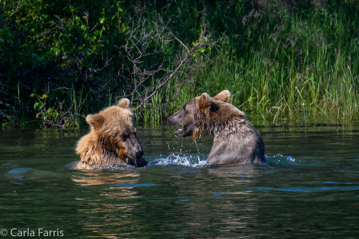 132's Family (3-2.5 yr old cubs)