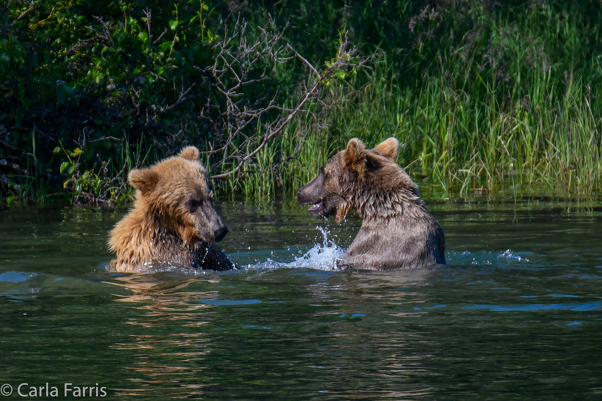 132's Family (3-2.5 yr old cubs)