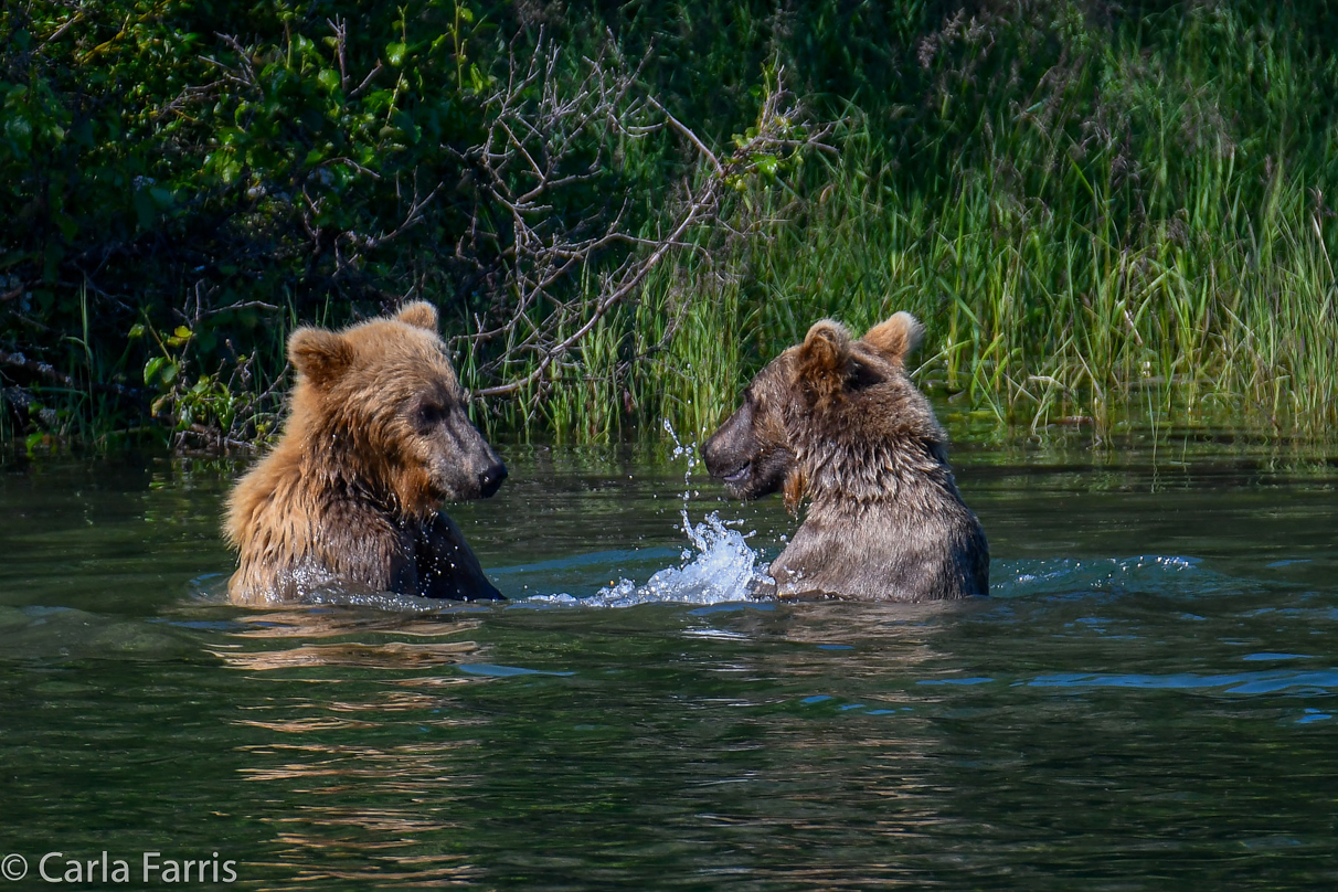 132's Family (3-2.5 yr old cubs)