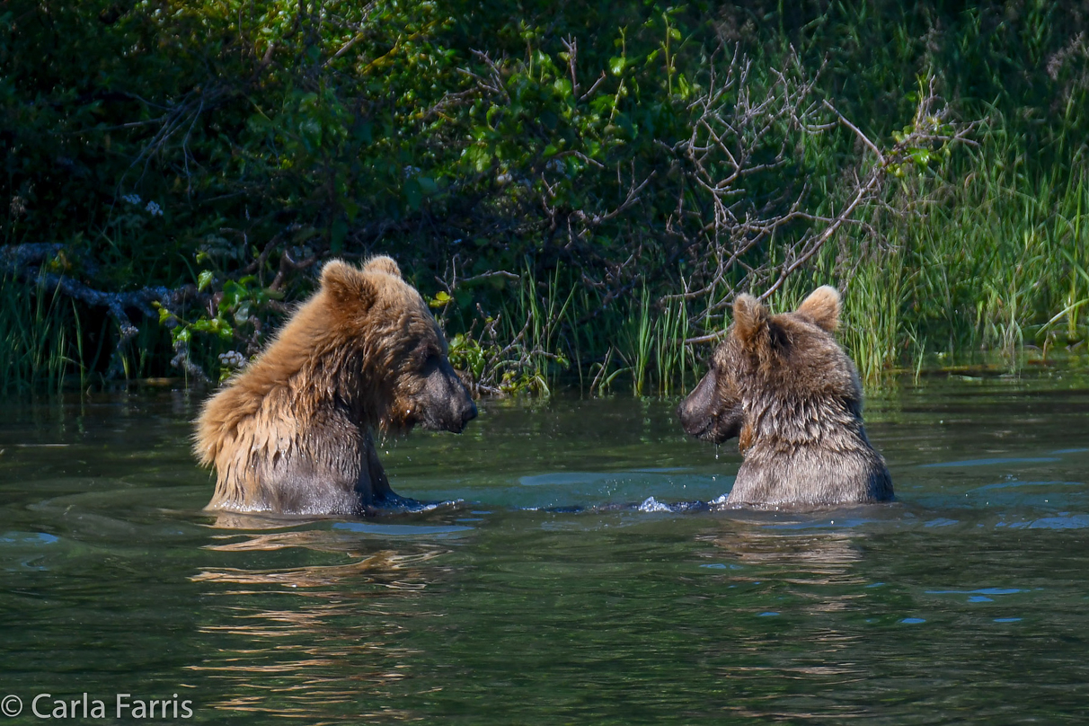 132's Family (3-2.5 yr old cubs)