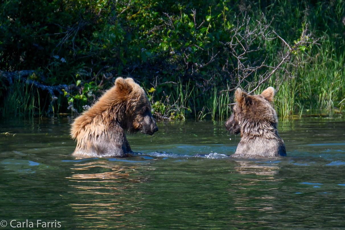 132's Family (3-2.5 yr old cubs)