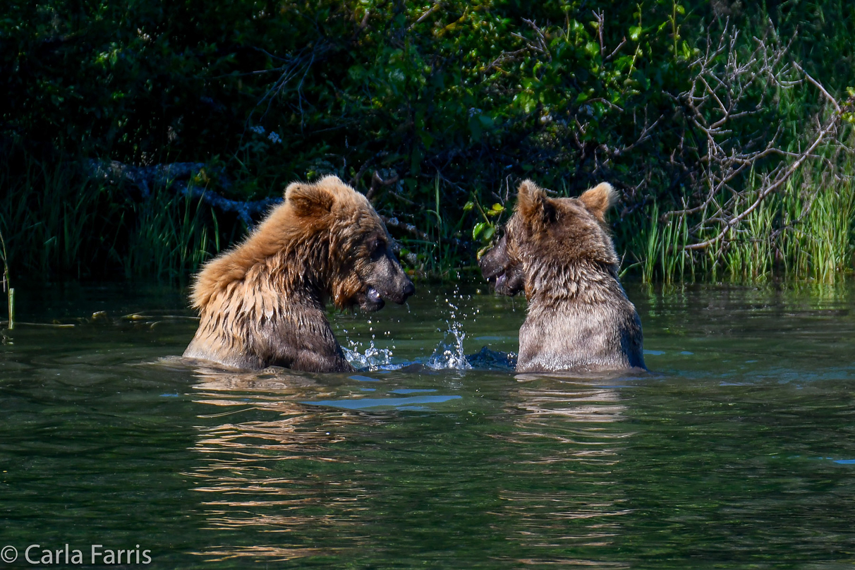 132's Family (3-2.5 yr old cubs)