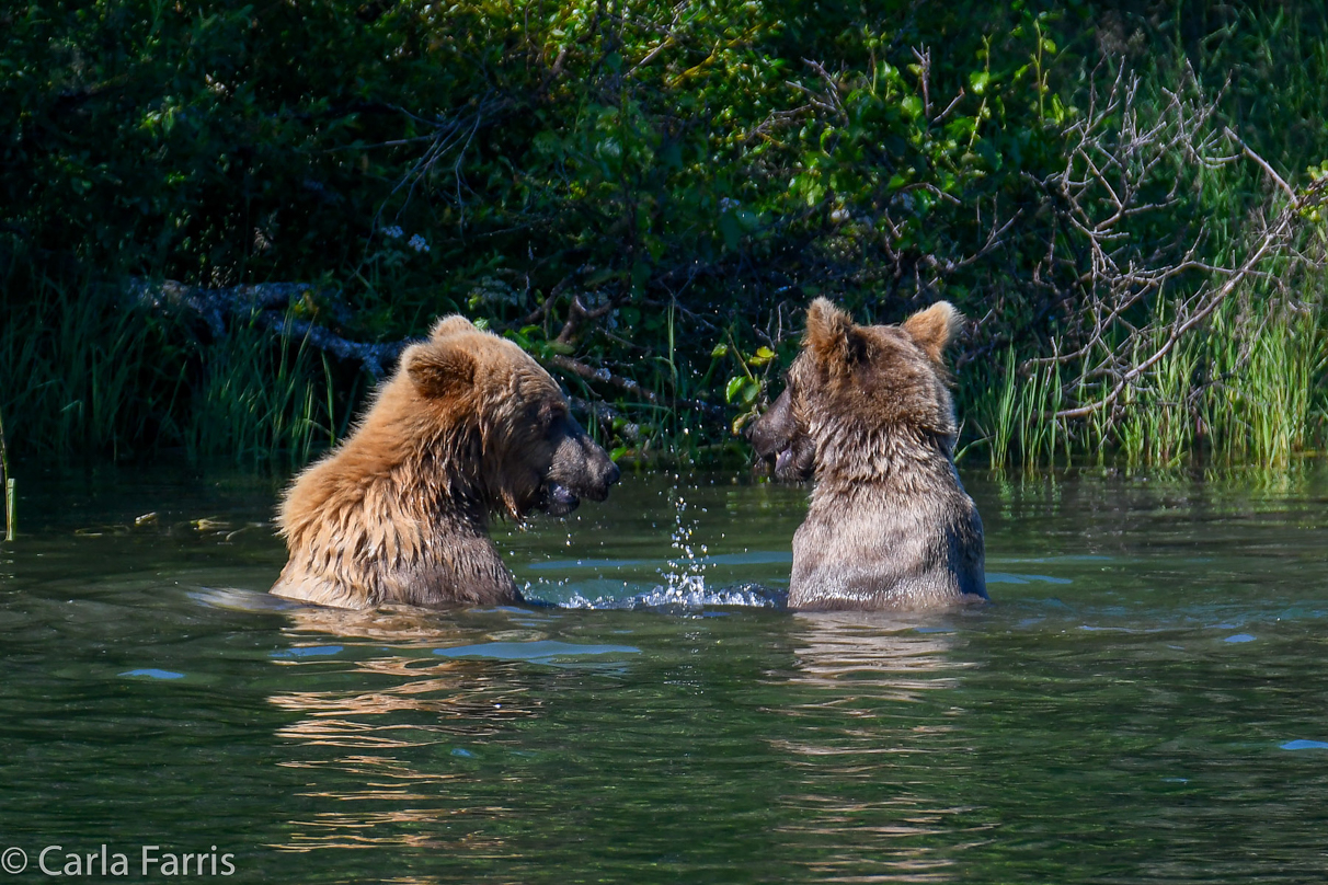 132's Family (3-2.5 yr old cubs)