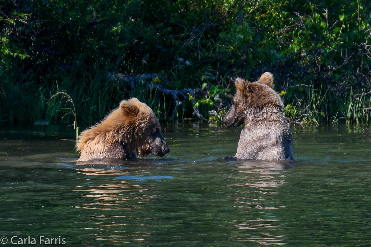 132's Family (3-2.5 yr old cubs)