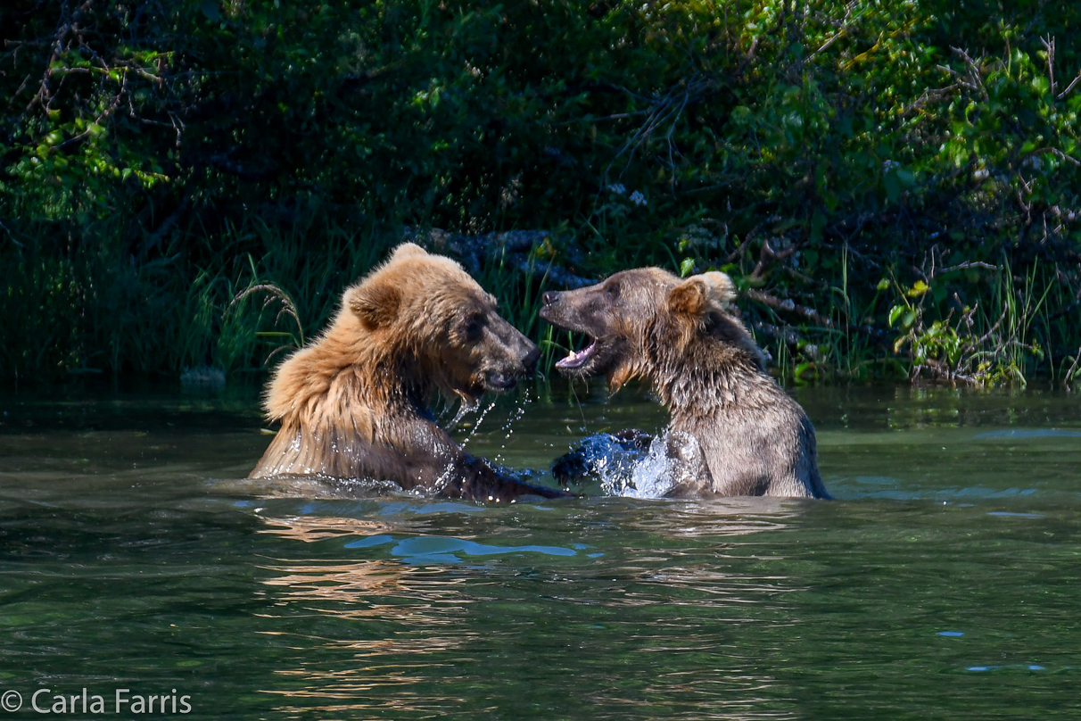 132's Family (3-2.5 yr old cubs)