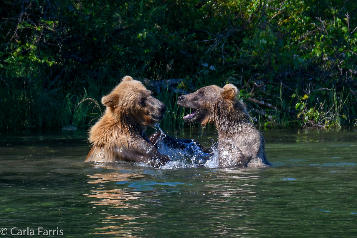 132's Family (3-2.5 yr old cubs)