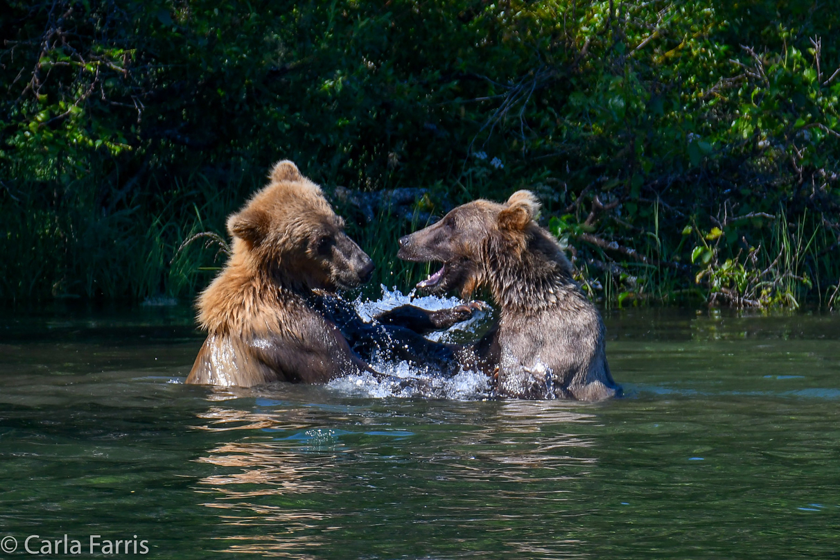 132's Family (3-2.5 yr old cubs)