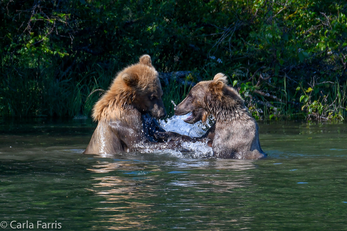 132's Family (3-2.5 yr old cubs)