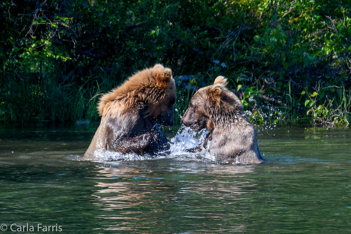 132's Family (3-2.5 yr old cubs)