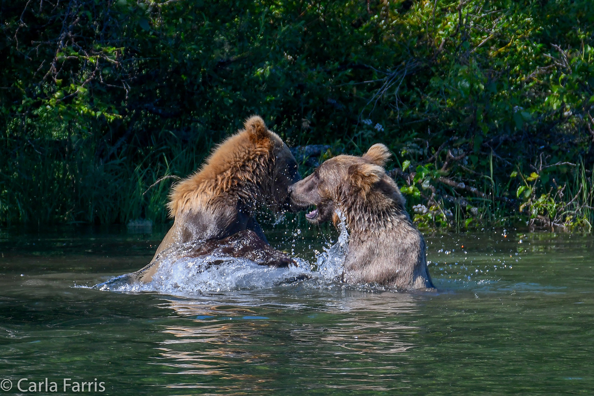 132's Family (3-2.5 yr old cubs)