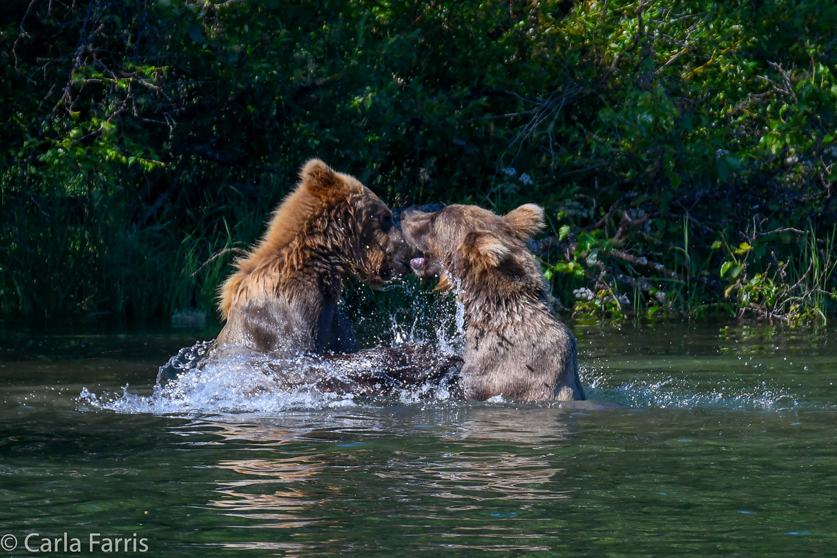 132's Family (3-2.5 yr old cubs)