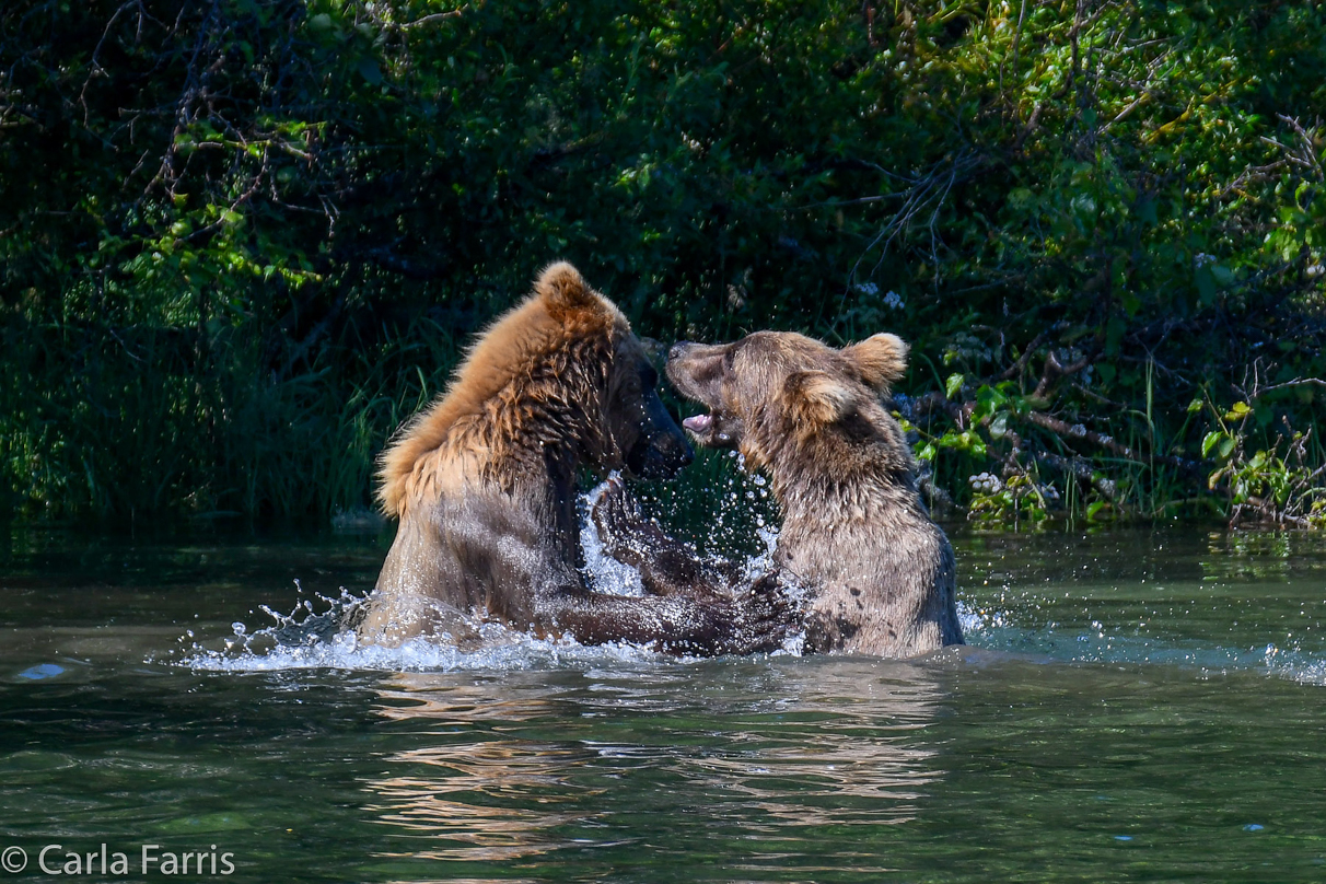 132's Family (3-2.5 yr old cubs)