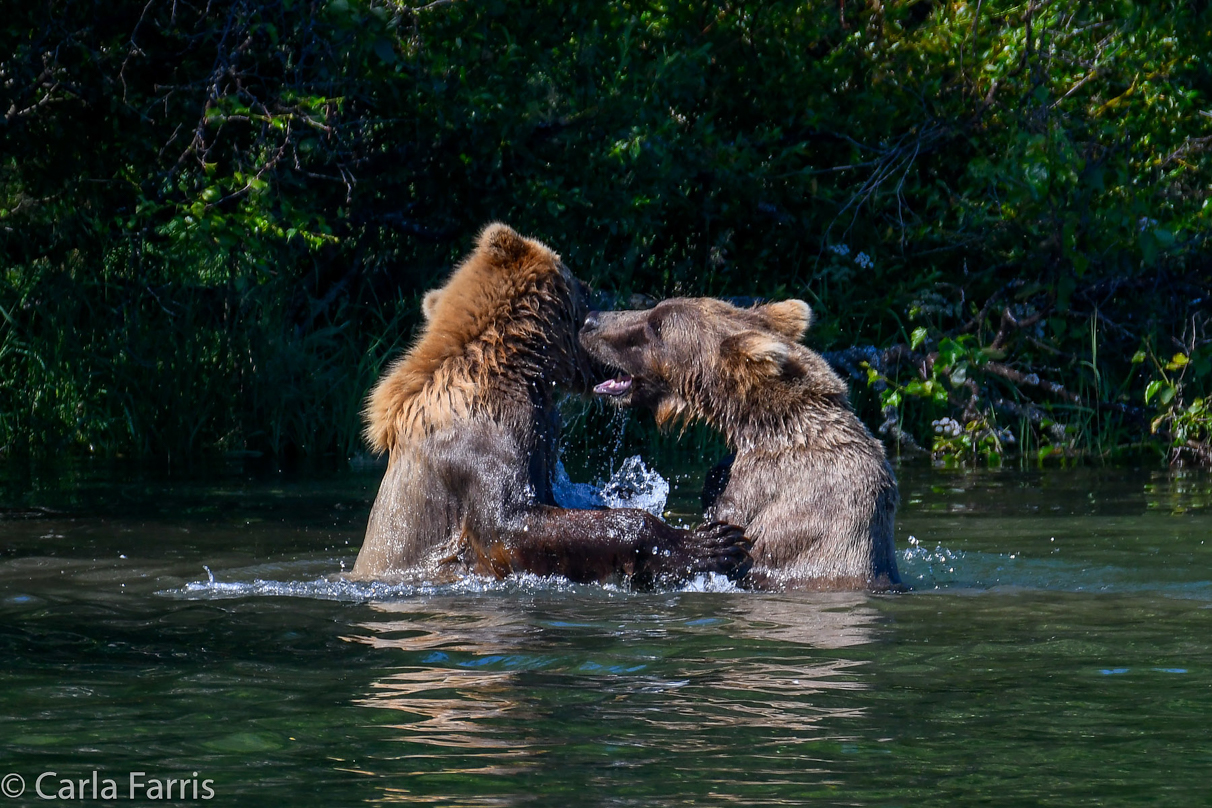 132's Family (3-2.5 yr old cubs)