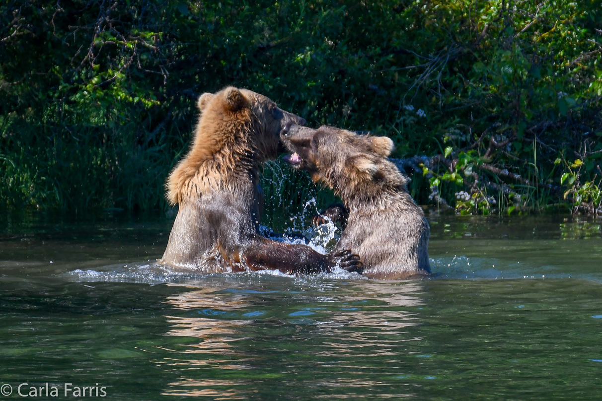 132's Family (3-2.5 yr old cubs)