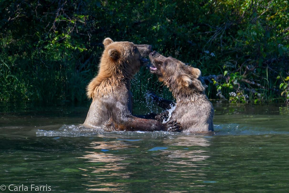 132's Family (3-2.5 yr old cubs)