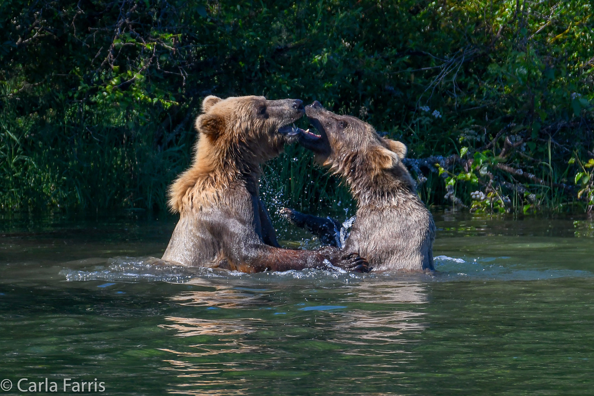 132's Family (3-2.5 yr old cubs)