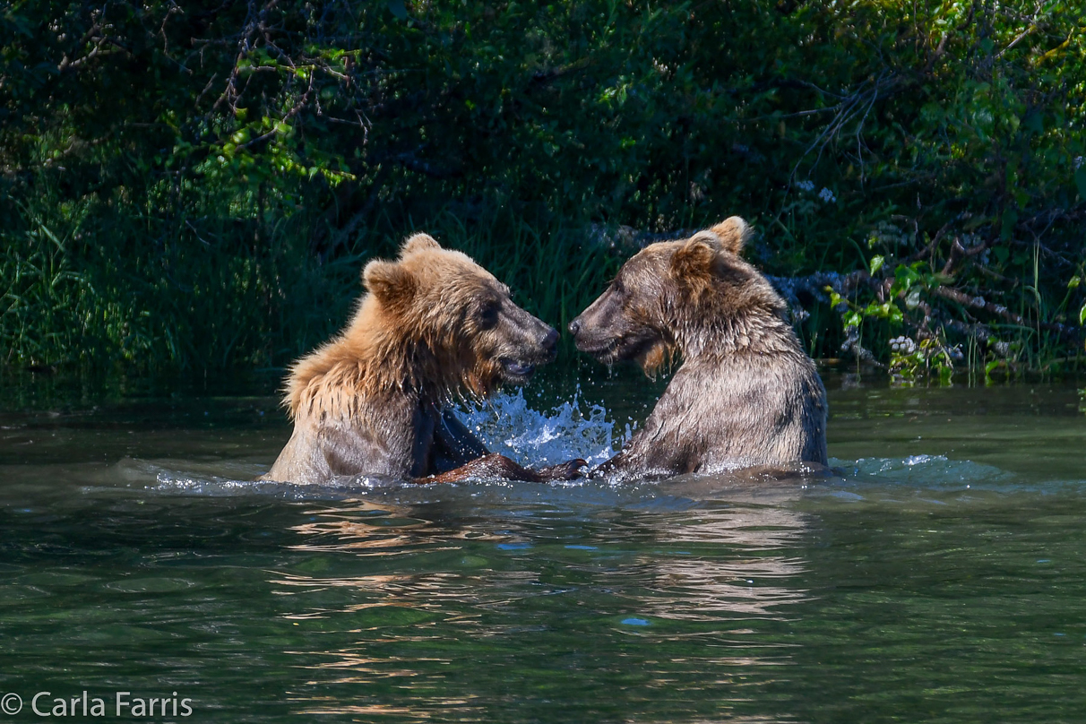 132's Family (3-2.5 yr old cubs)