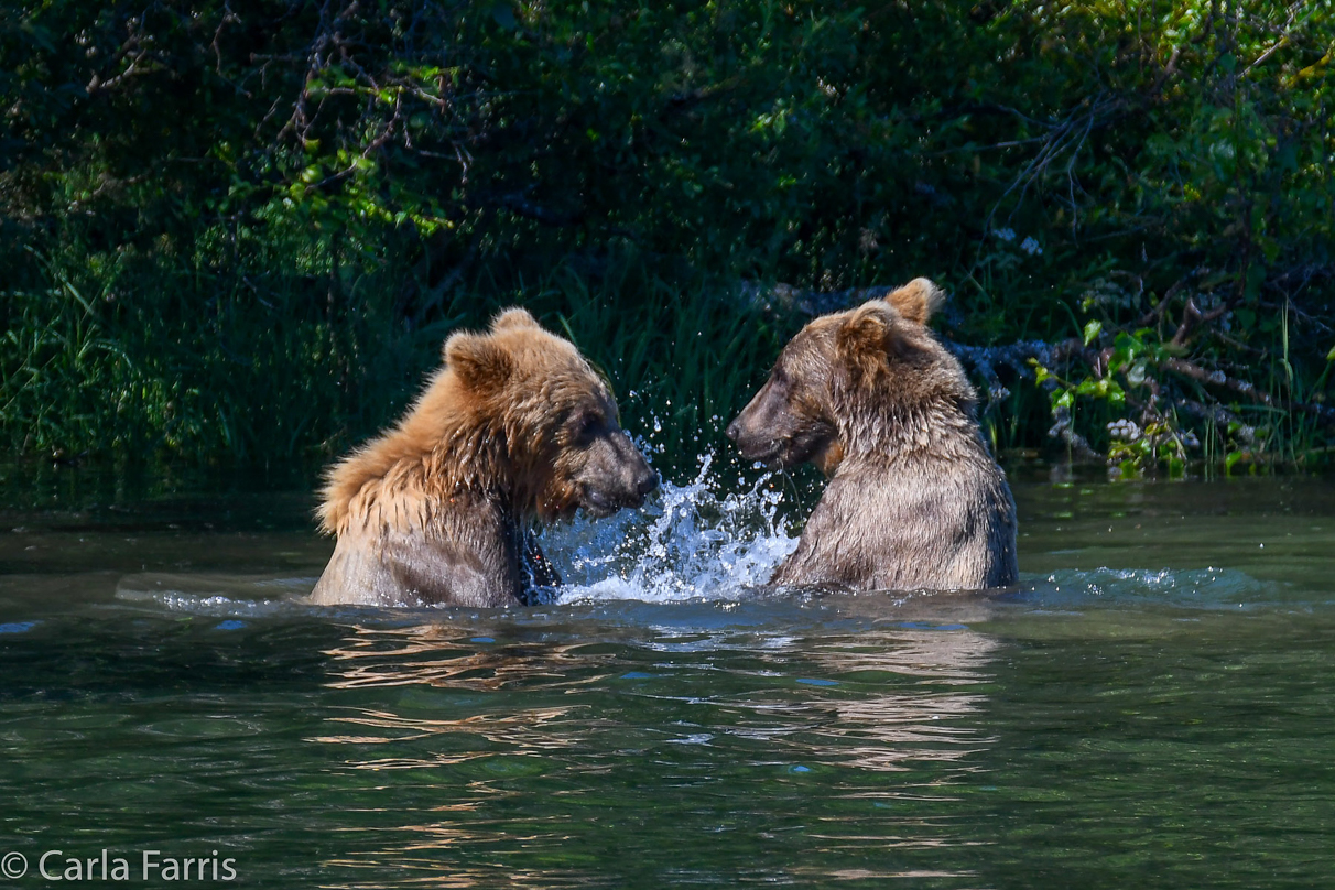 132's Family (3-2.5 yr old cubs)