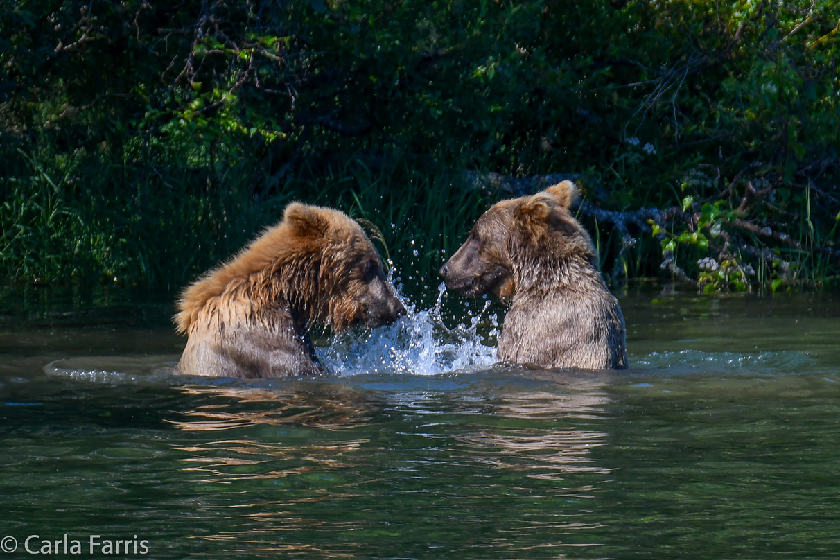 132's Family (3-2.5 yr old cubs)