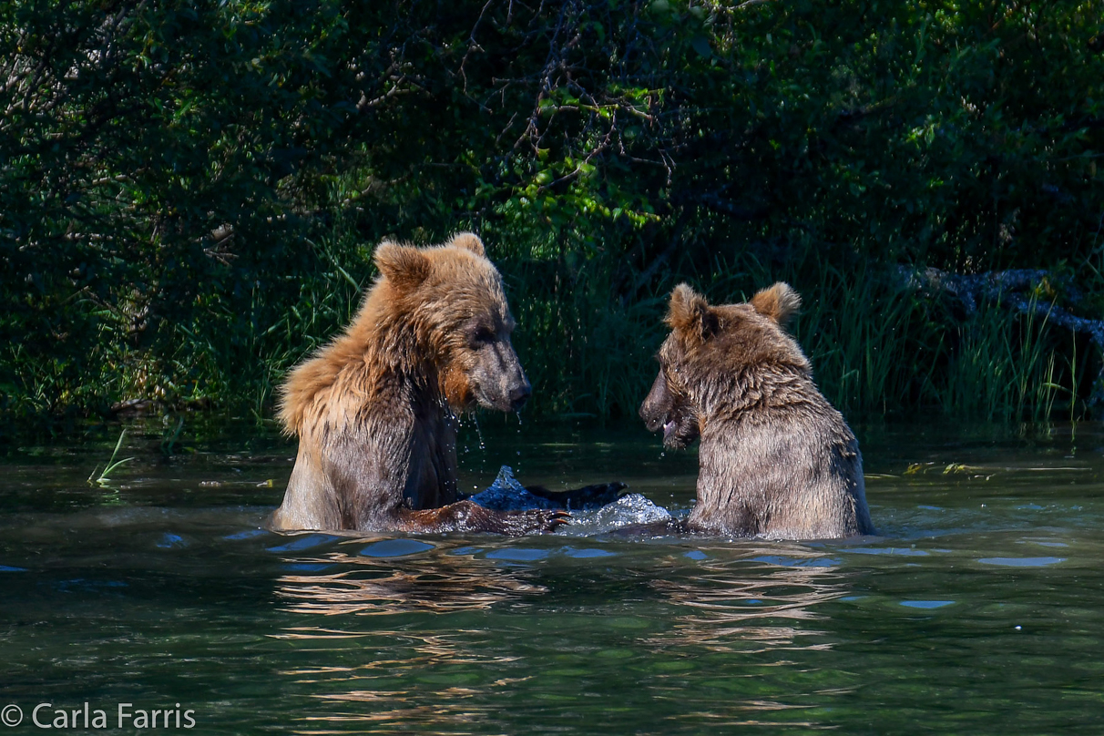 132's Family (3-2.5 yr old cubs)