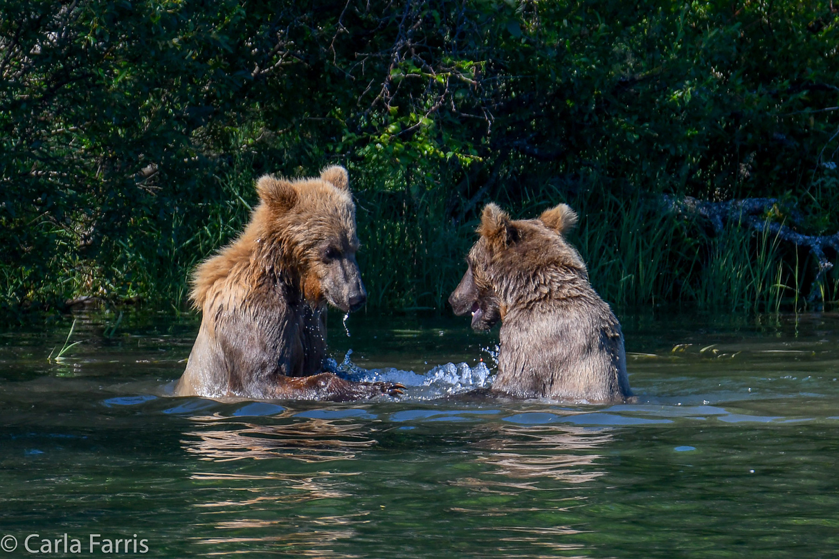 132's Family (3-2.5 yr old cubs)