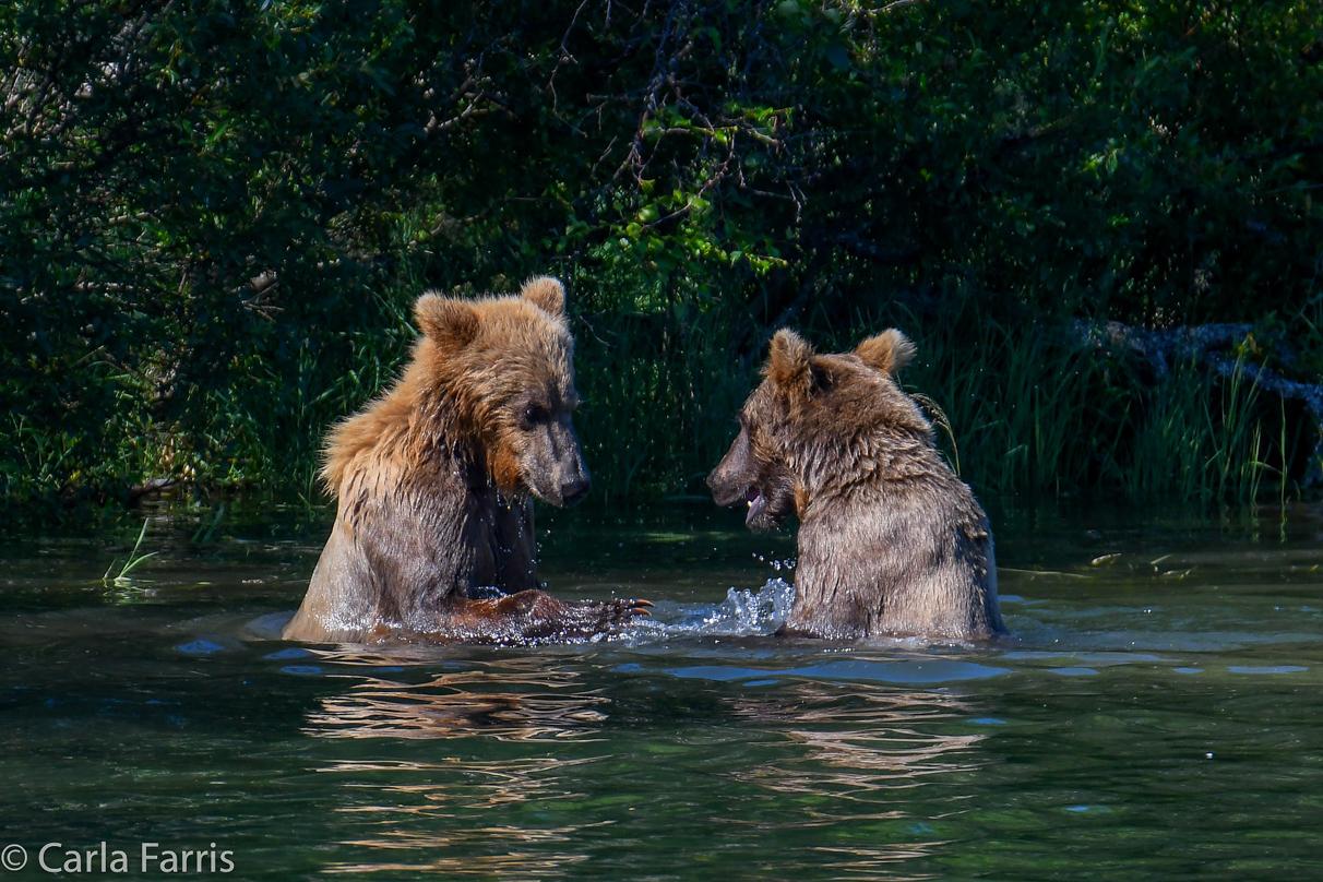 132's Family (3-2.5 yr old cubs)