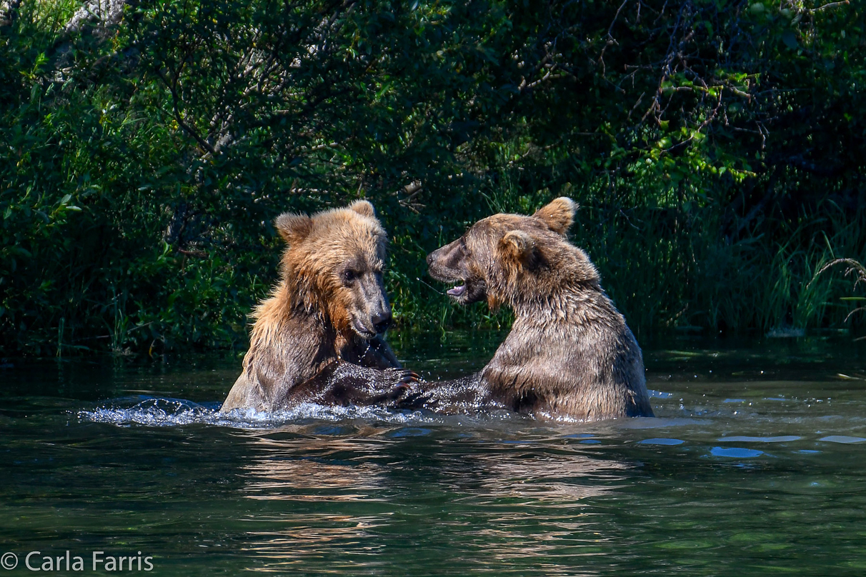 132's Family (3-2.5 yr old cubs)