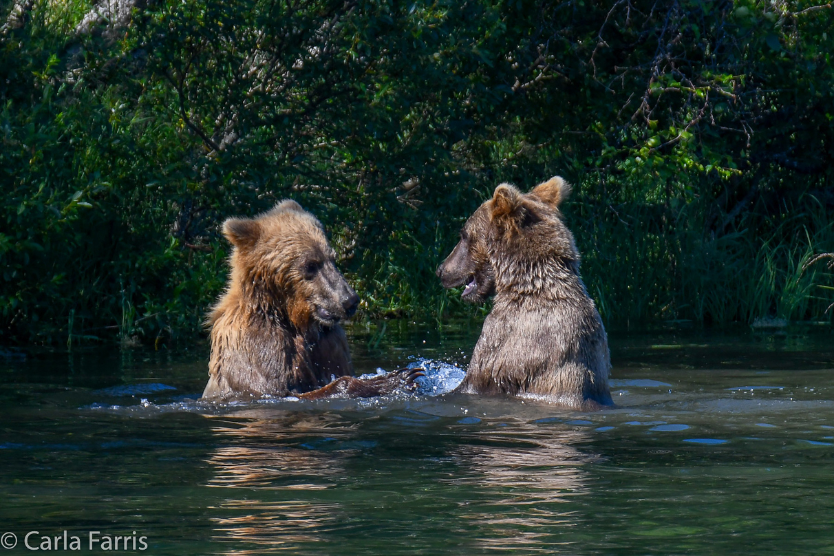 132's Family (3-2.5 yr old cubs)