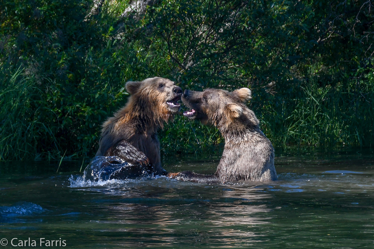 132's Family (3-2.5 yr old cubs)