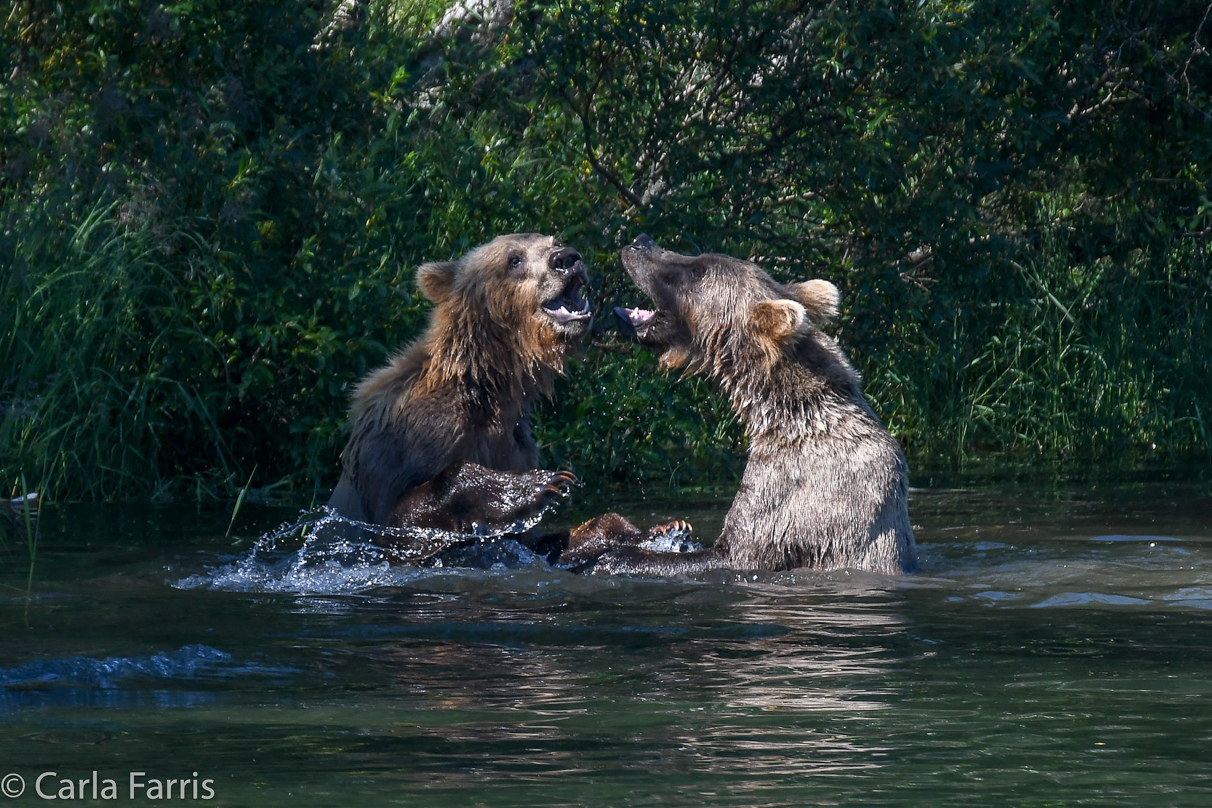 132's Family (3-2.5 yr old cubs)