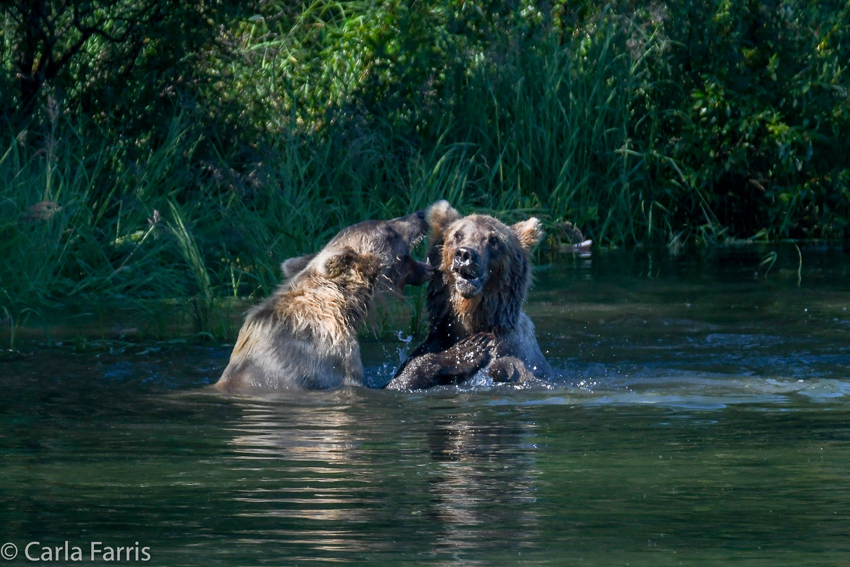 132's Family (3-2.5 yr old cubs)