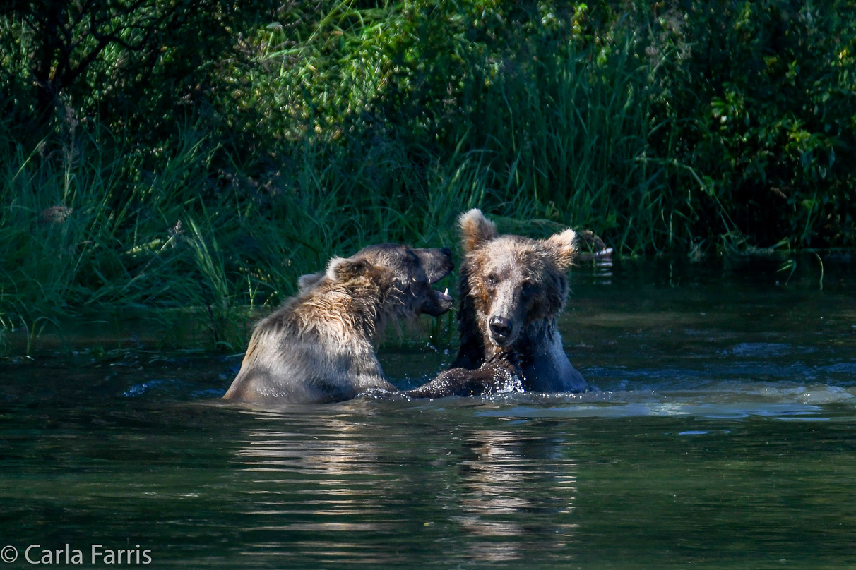 132's Family (3-2.5 yr old cubs)