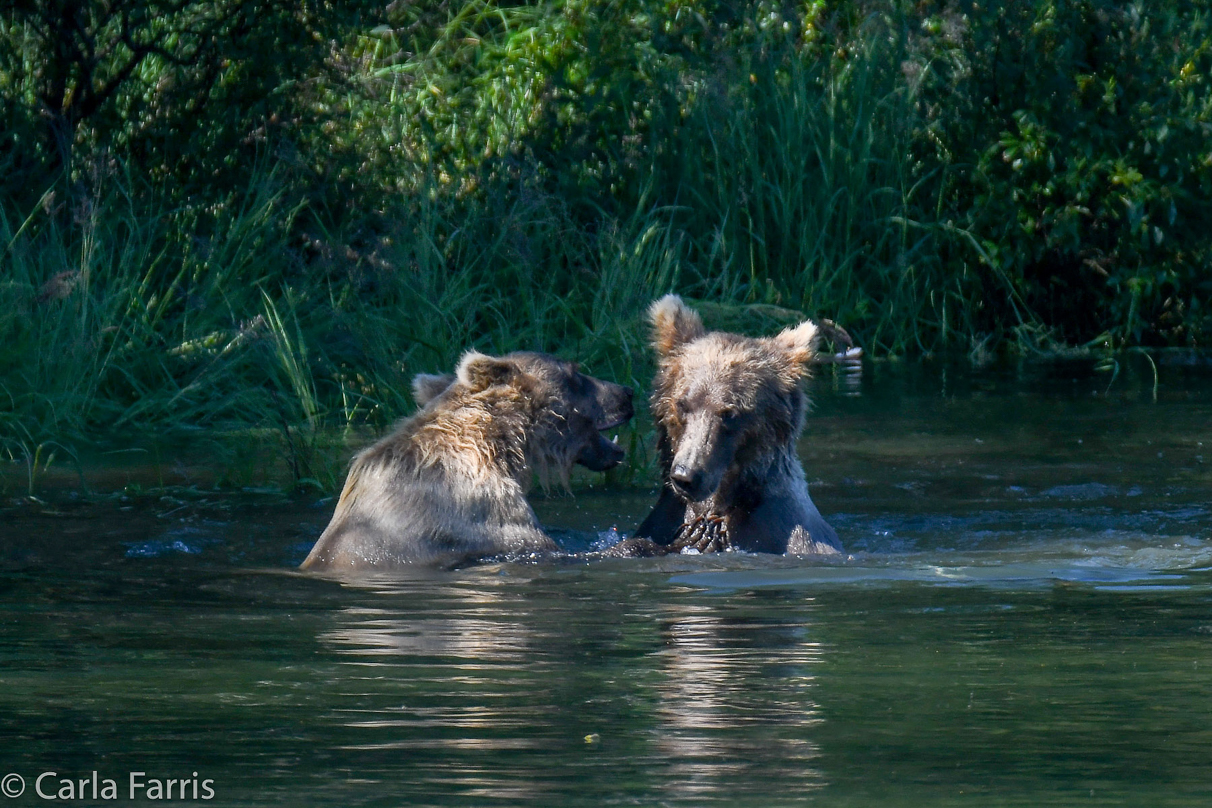 132's Family (3-2.5 yr old cubs)