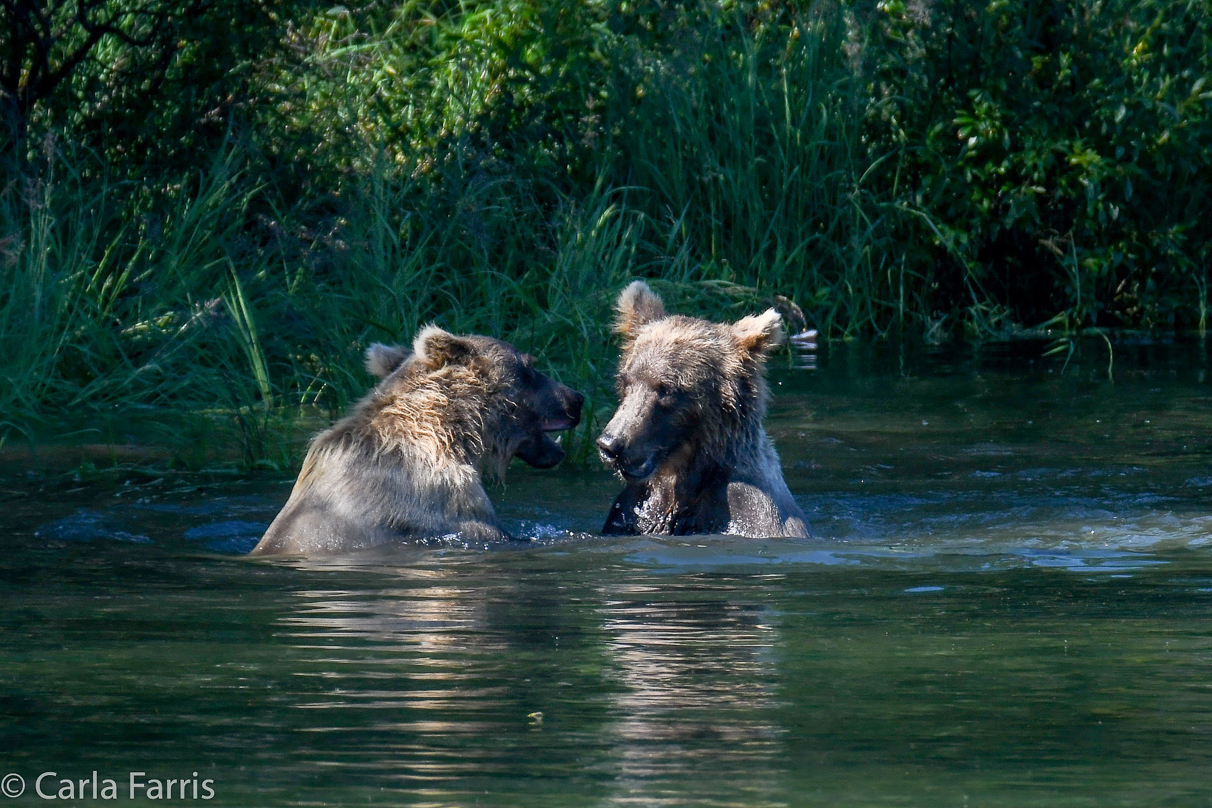 132's Family (3-2.5 yr old cubs)