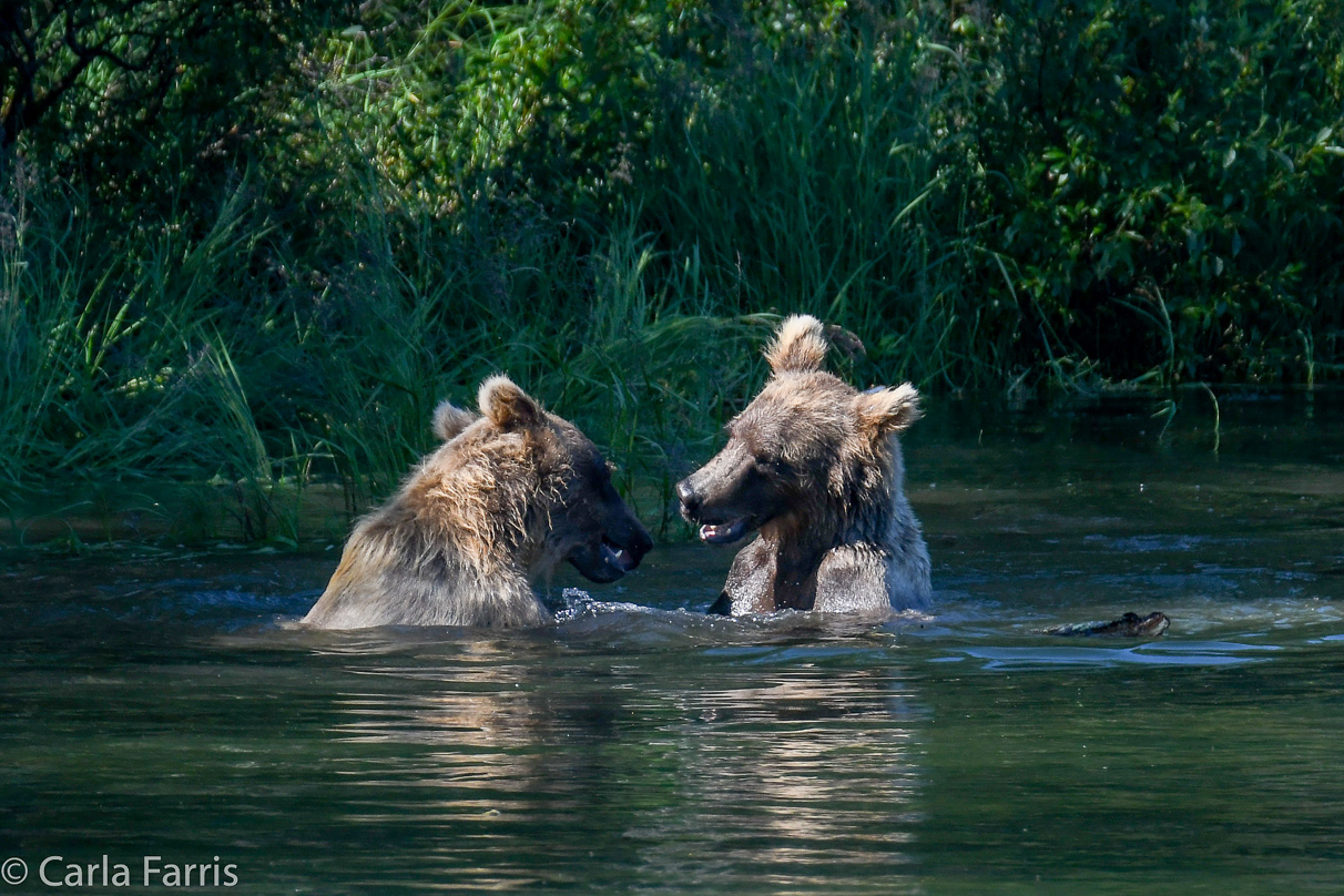 132's Family (3-2.5 yr old cubs)