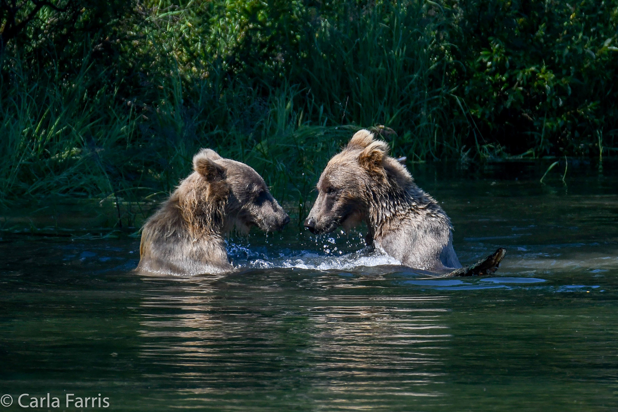 132's Family (3-2.5 yr old cubs)