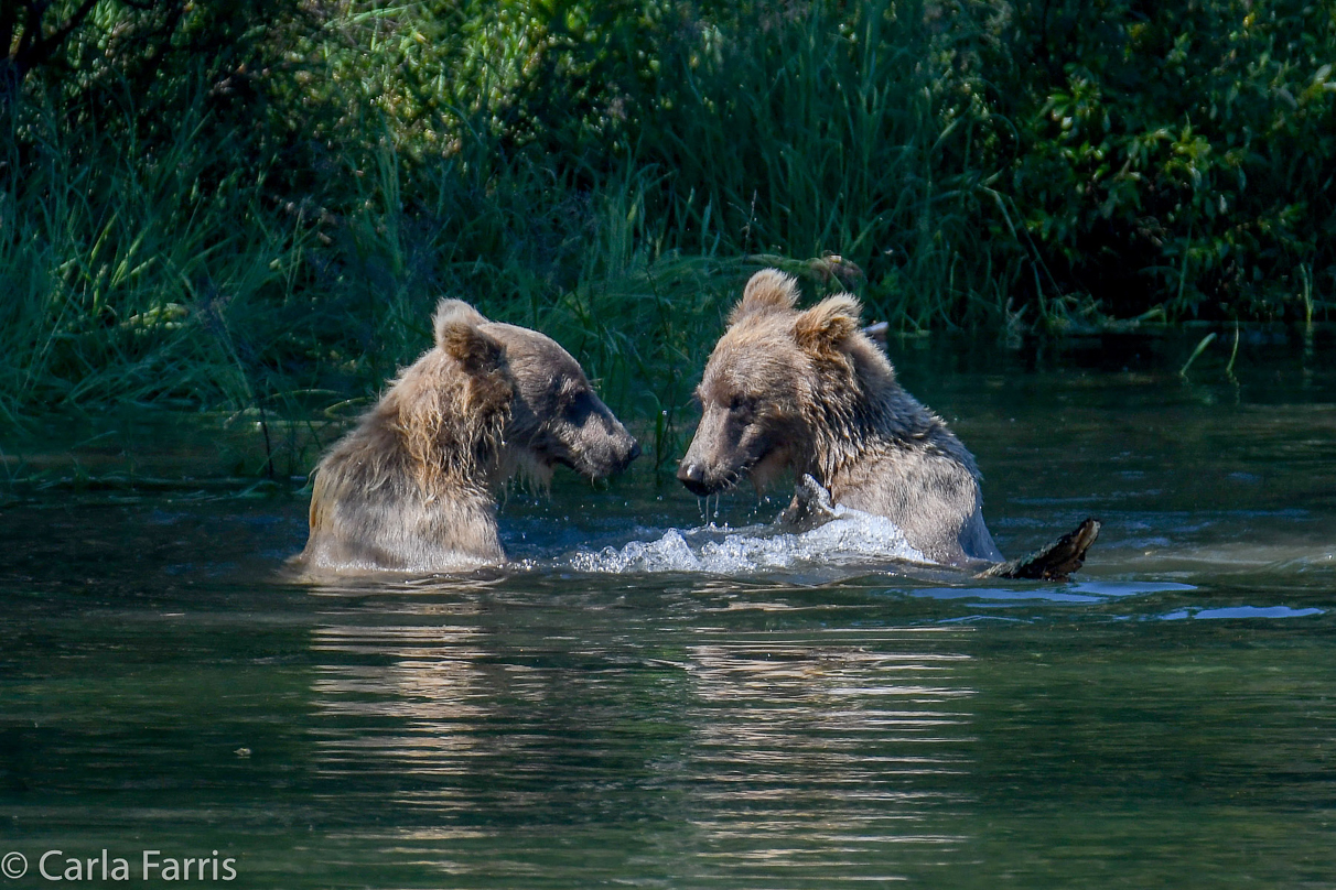 132's Family (3-2.5 yr old cubs)