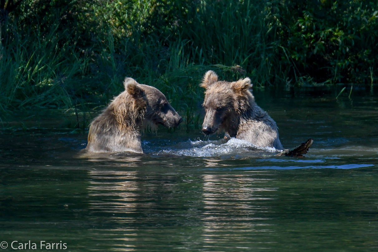 132's Family (3-2.5 yr old cubs)