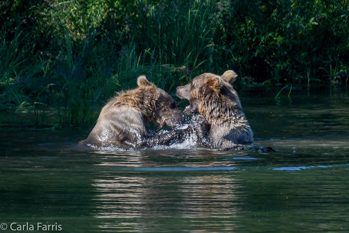 132's Family (3-2.5 yr old cubs)