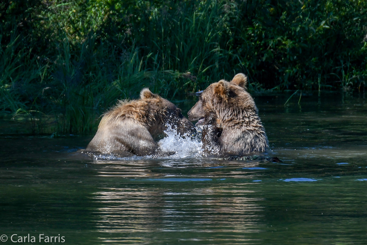 132's Family (3-2.5 yr old cubs)