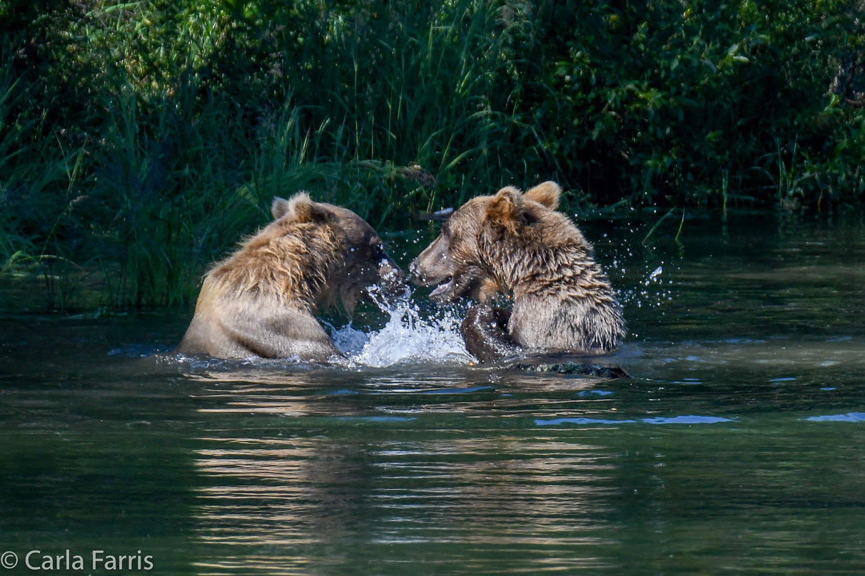 132's Family (3-2.5 yr old cubs)