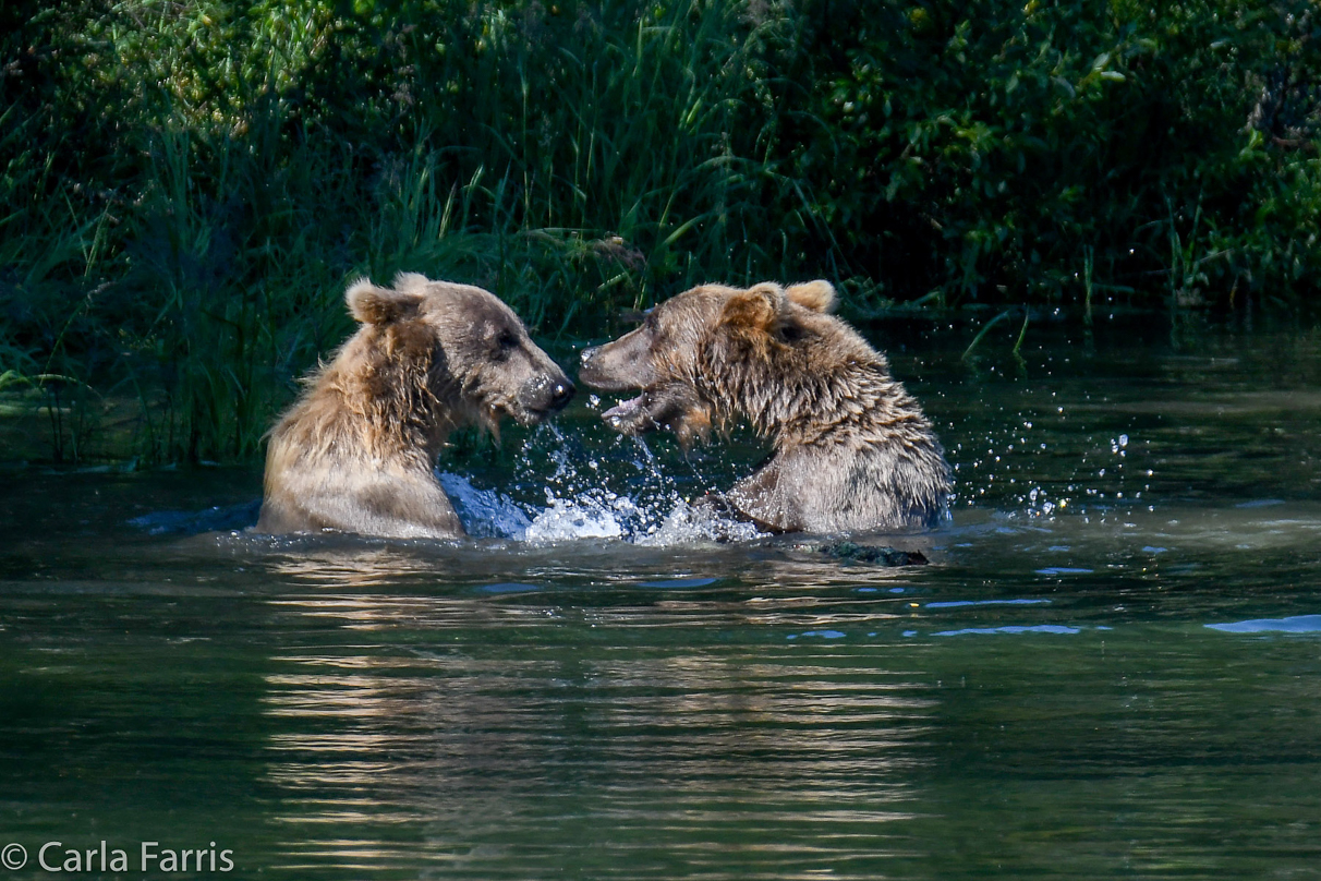 132's Family (3-2.5 yr old cubs)