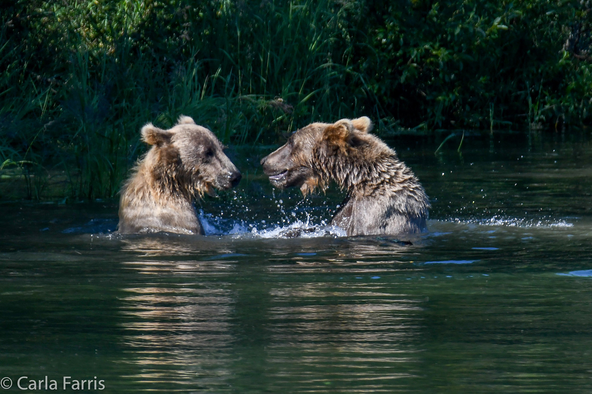 132's Family (3-2.5 yr old cubs)