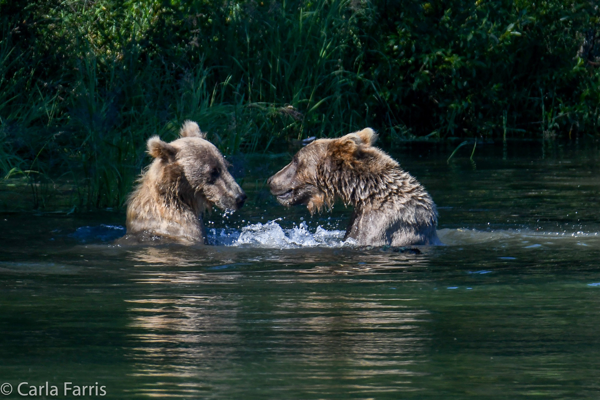 132's Family (3-2.5 yr old cubs)