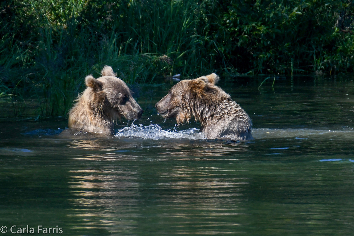 132's Family (3-2.5 yr old cubs)