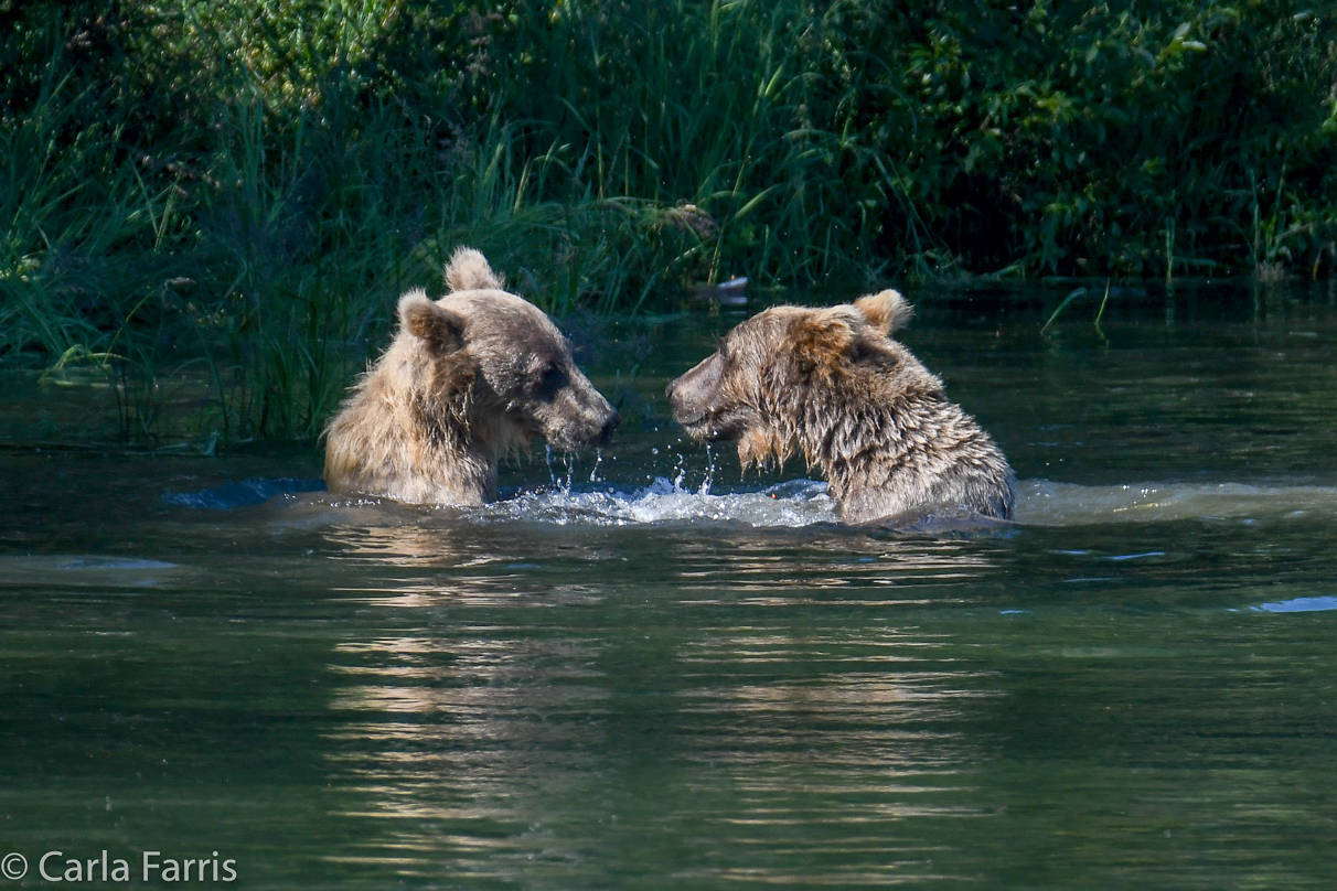 132's Family (3-2.5 yr old cubs)